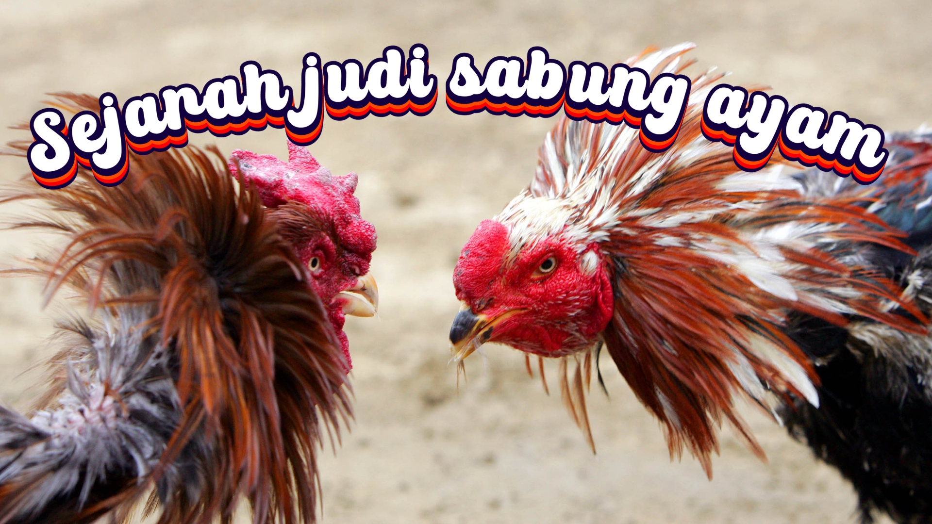 Sejarah judi sabung ayam